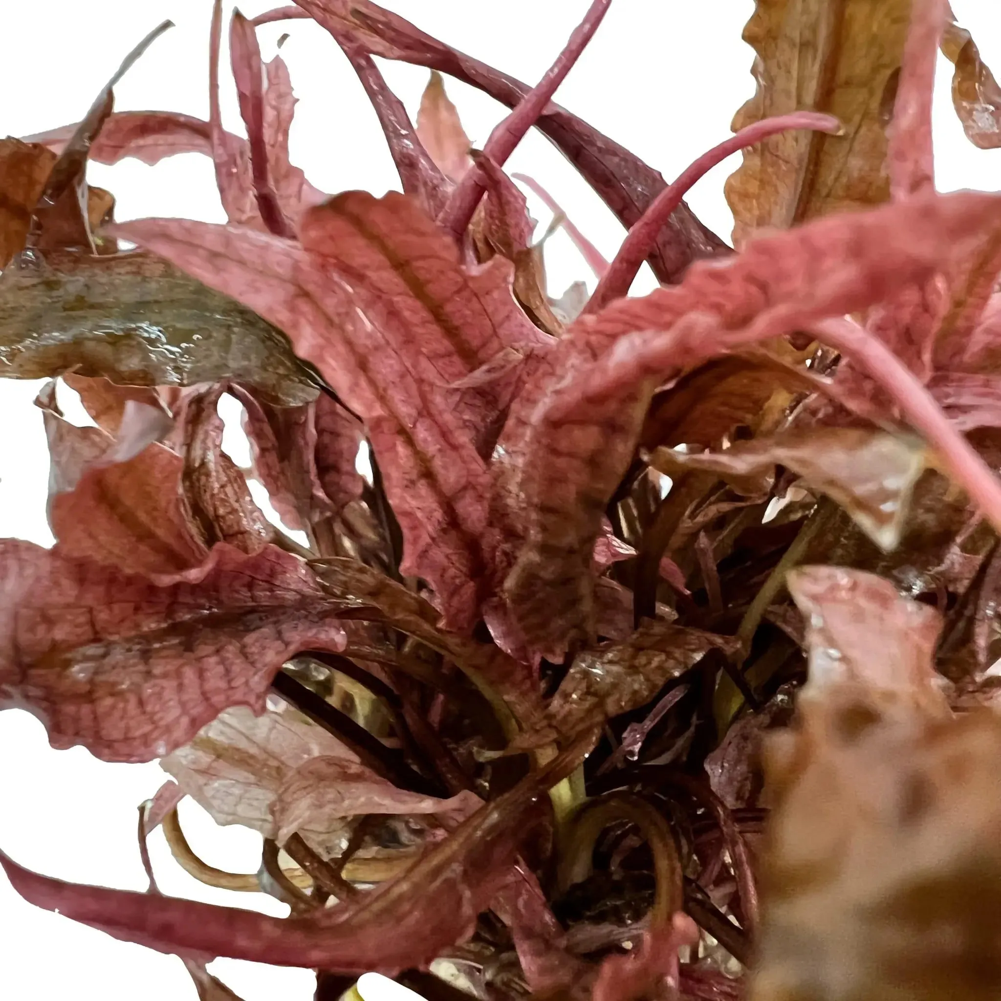 Cryptocoryne sp Flamingo In Vitro