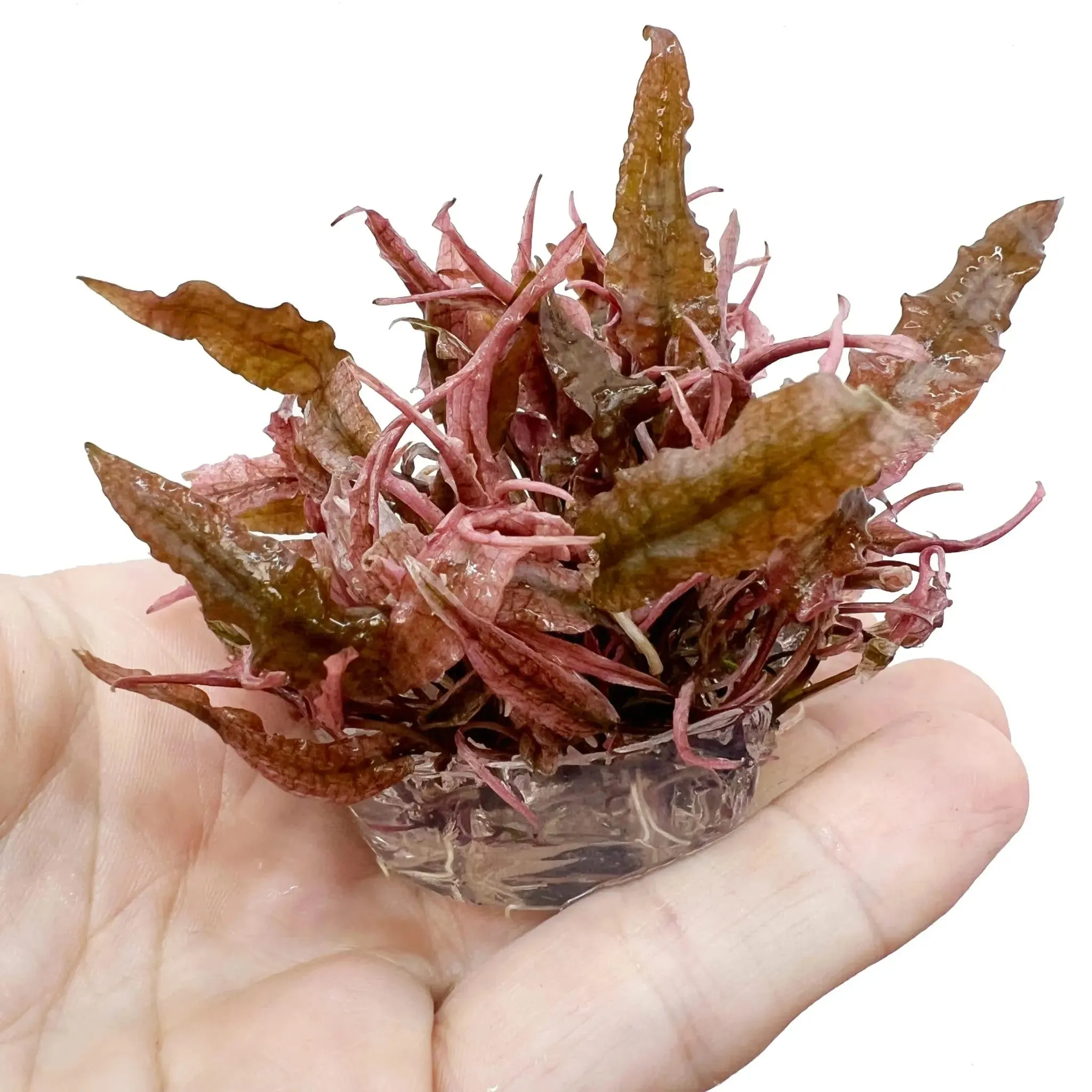 Cryptocoryne sp Flamingo In Vitro